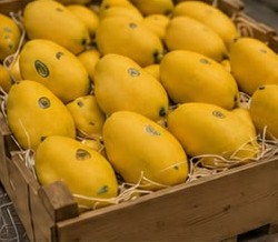 Freshly harvested mangoes in wooden crates