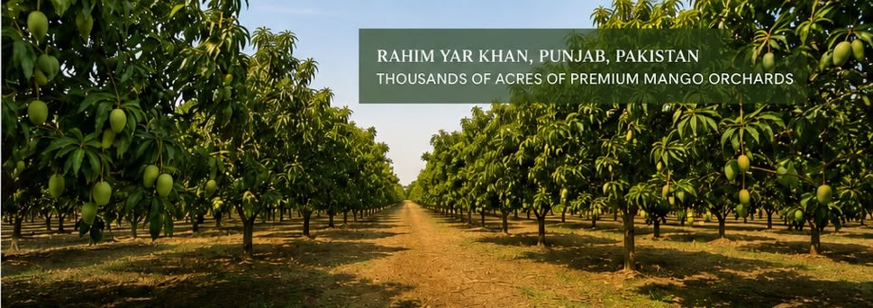 Mango orchards at Leghari Farms, Rahim Yar Khan